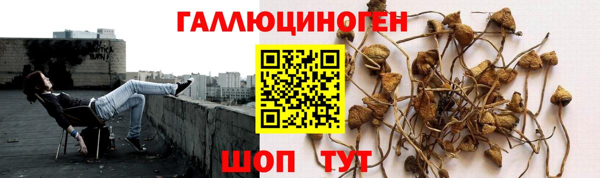 Галлюциногенные грибы GOLDEN TEACHER Петровск